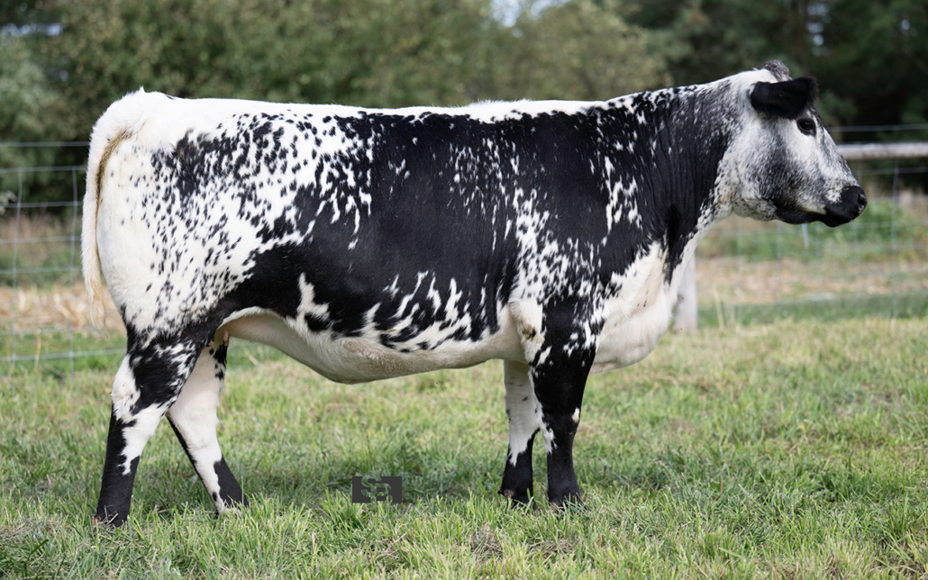 STEELE LEOLA 14L
