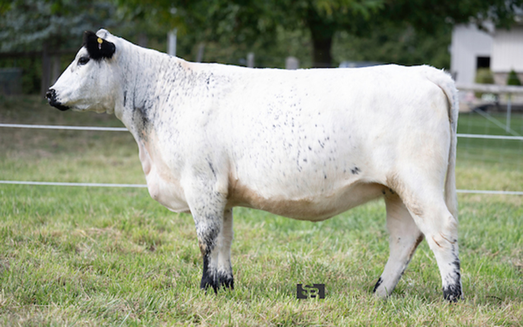 MG MILKY WAY 15M