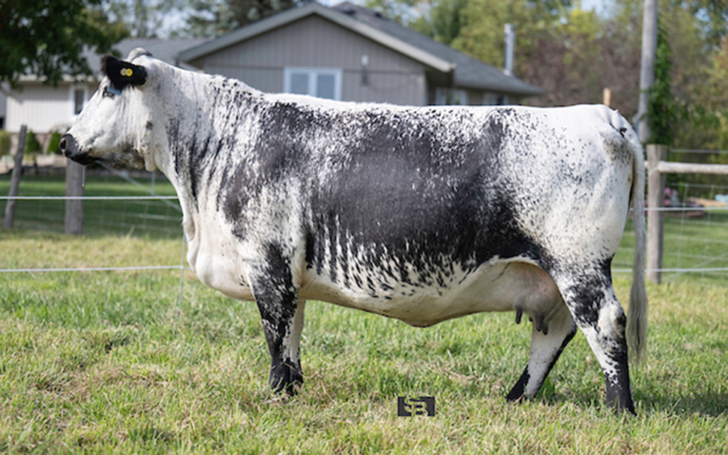 SILVER TIP BRENDAS DELIGHT 78H