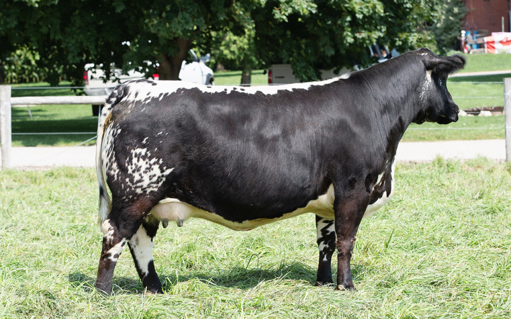 MOOVIN ZPOTZ HERMININE 61H