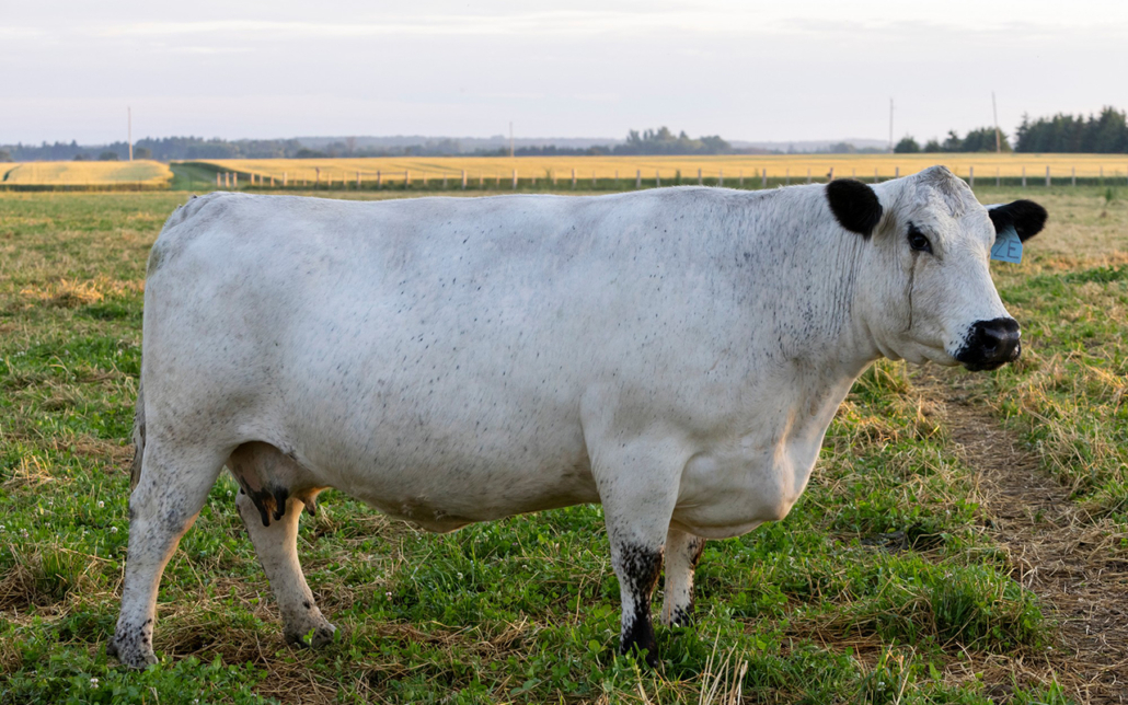 NEW VENTURE PETUNIA 2E
