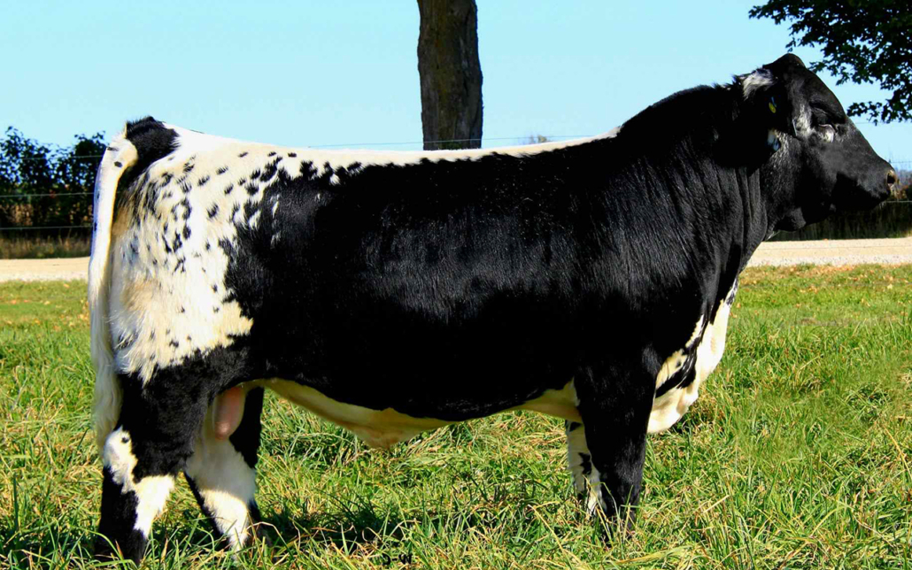 US CAPACITY 14K - Calf Photo