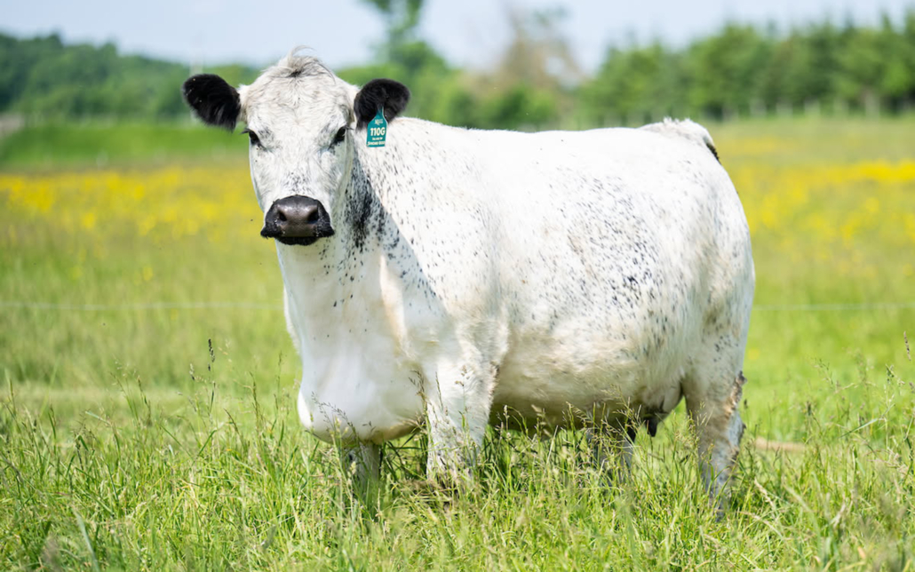 SILVER TIP SHOMI GOLD 110G